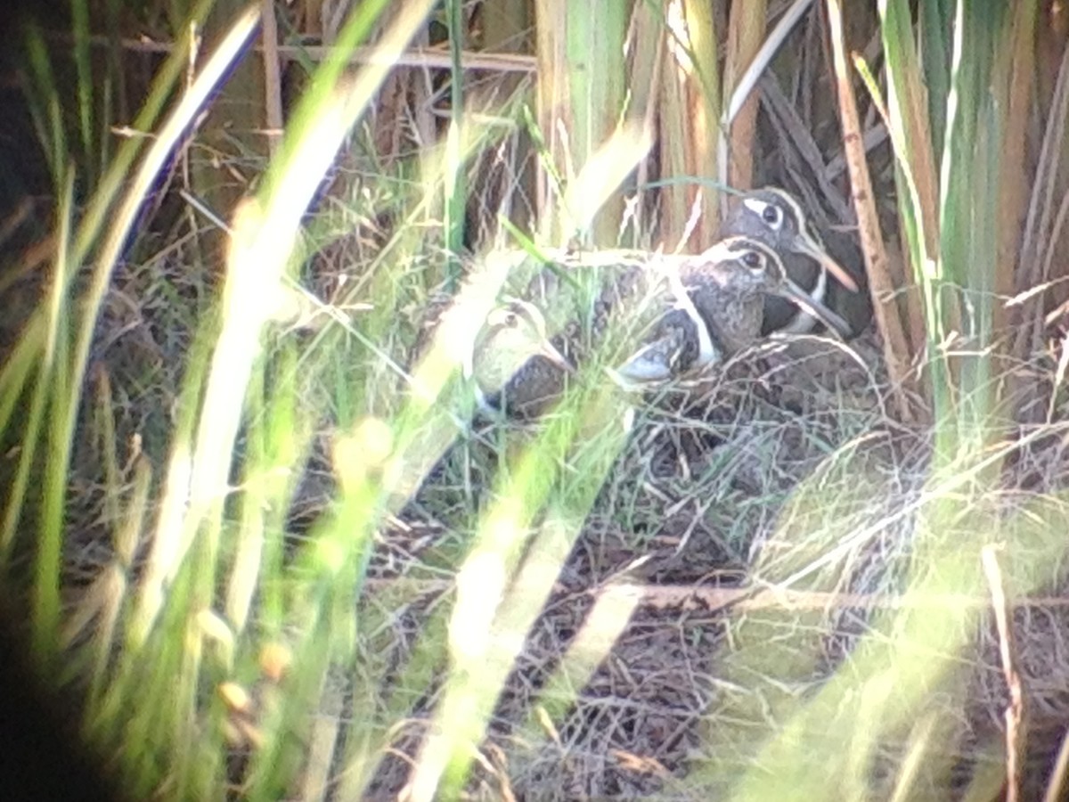 Australian Painted-Snipe - ML643583713