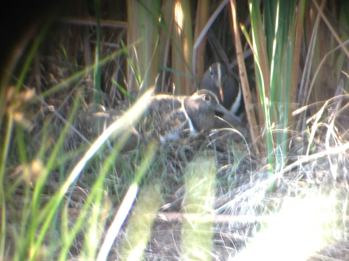 Australian Painted-Snipe - ML643583714