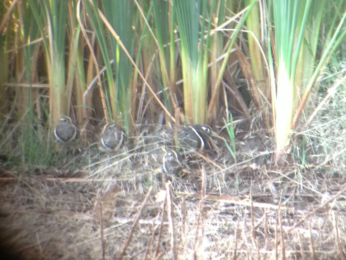 Australian Painted-Snipe - ML643583715