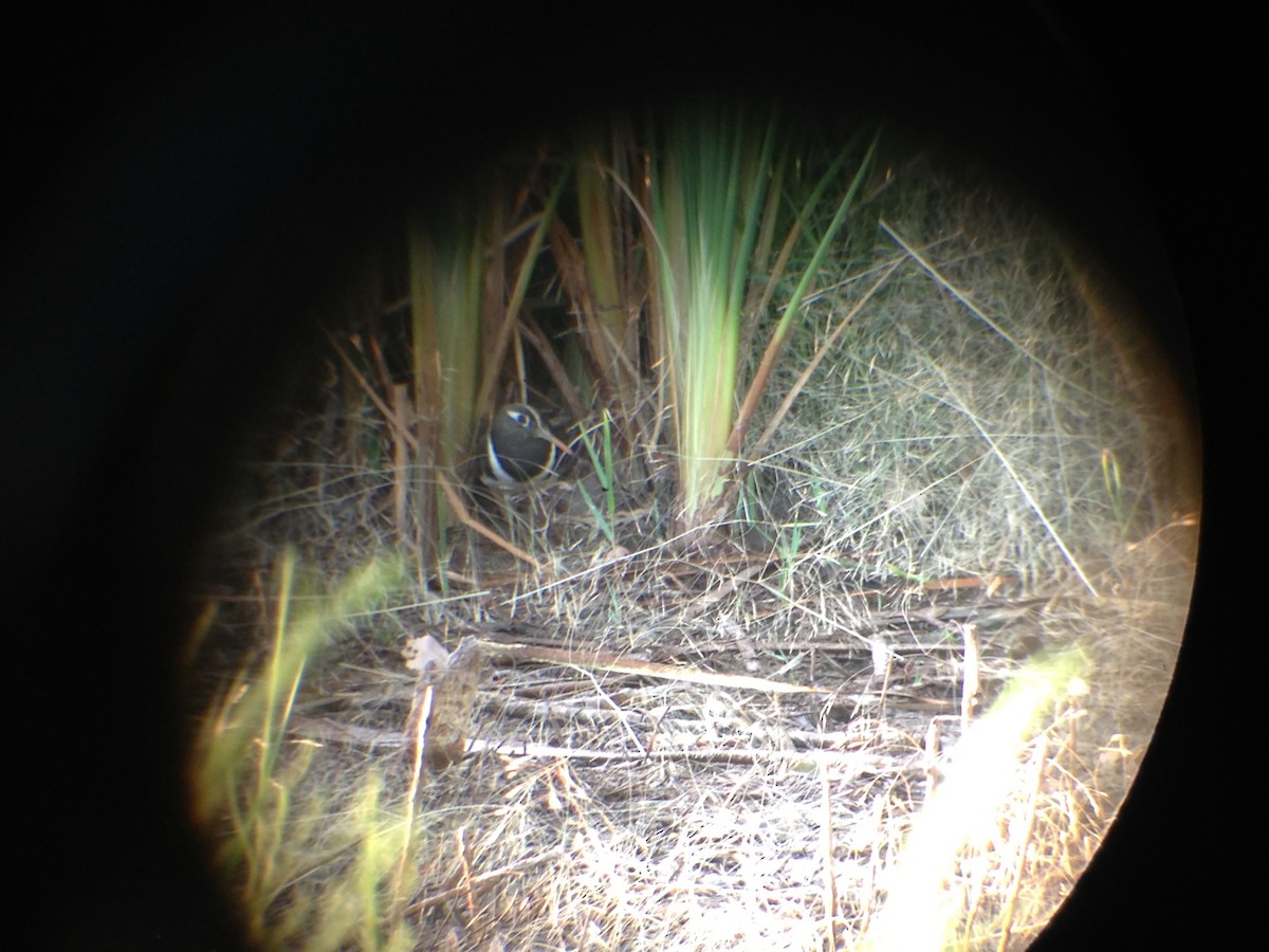 Australian Painted-Snipe - ML643583716