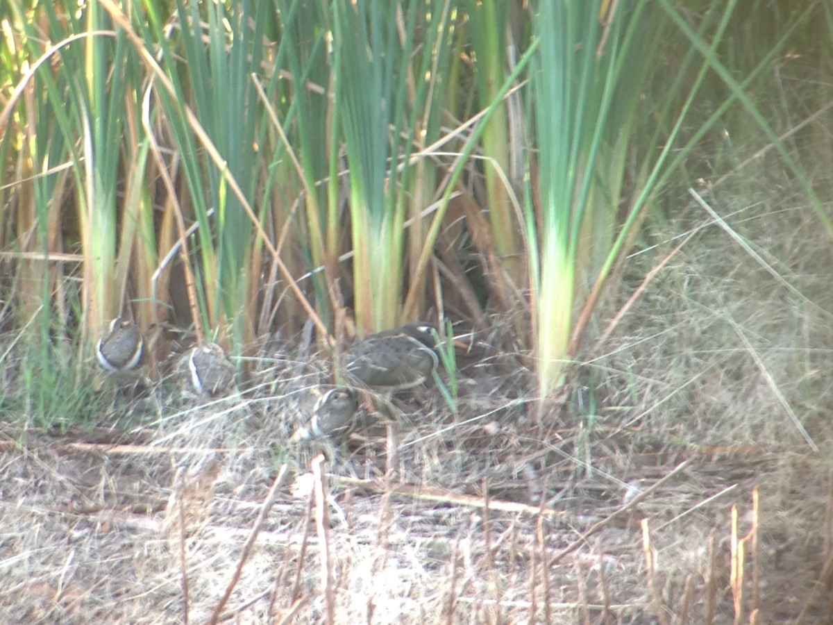 Australian Painted-Snipe - ML643583717
