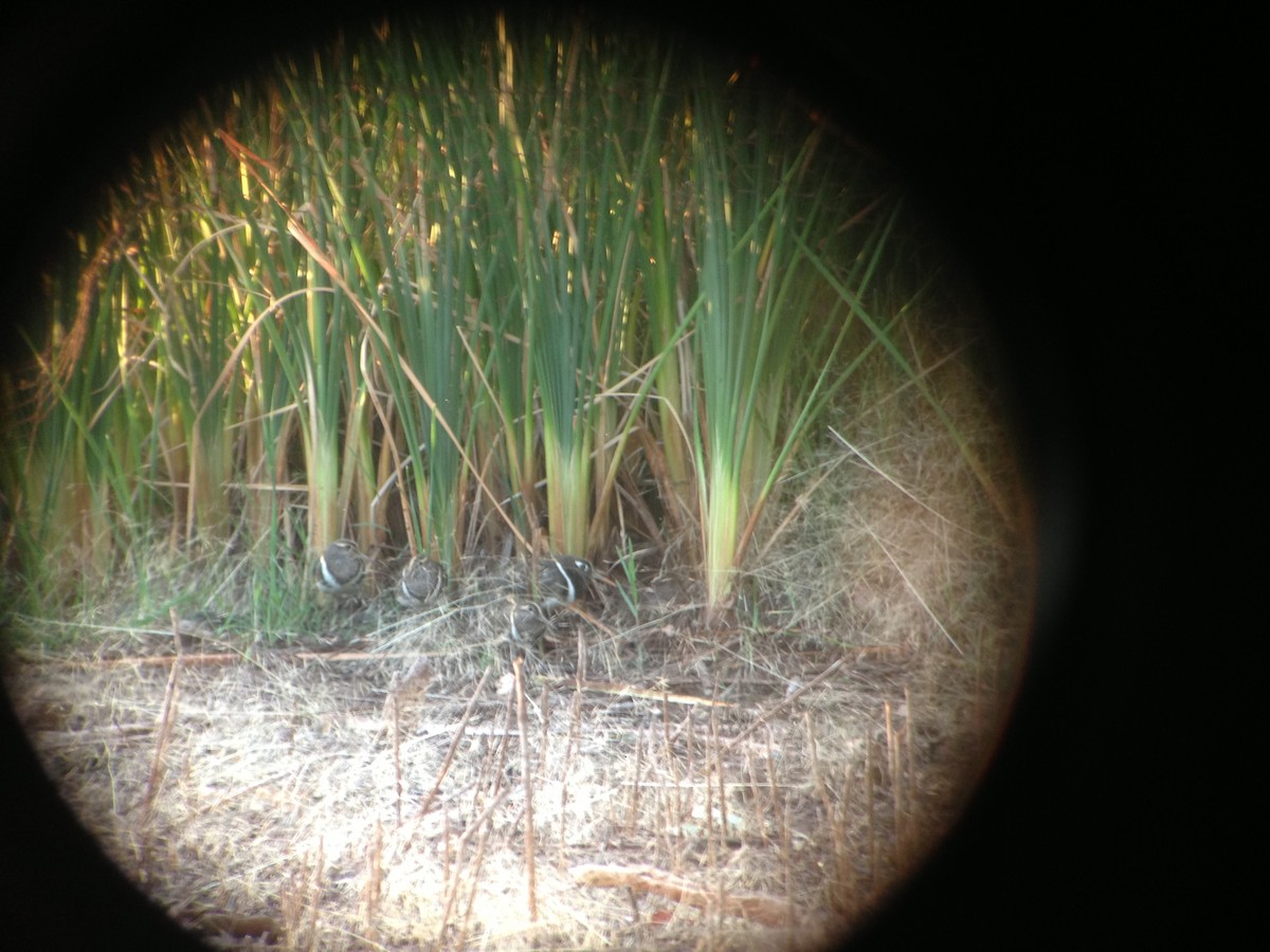 Australian Painted-Snipe - ML643583718