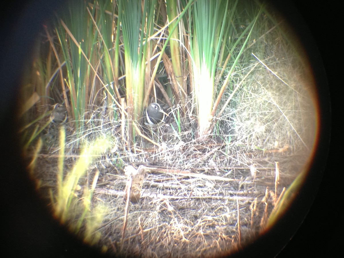 Australian Painted-Snipe - ML643583719