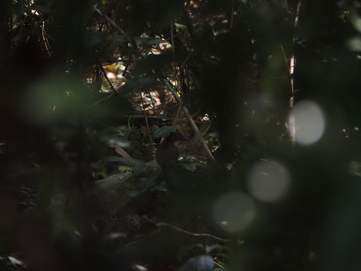 Eastern Whipbird - ML643583722