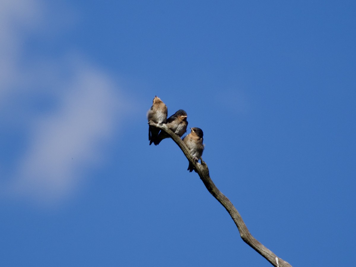 Welcome Swallow - ML643583724