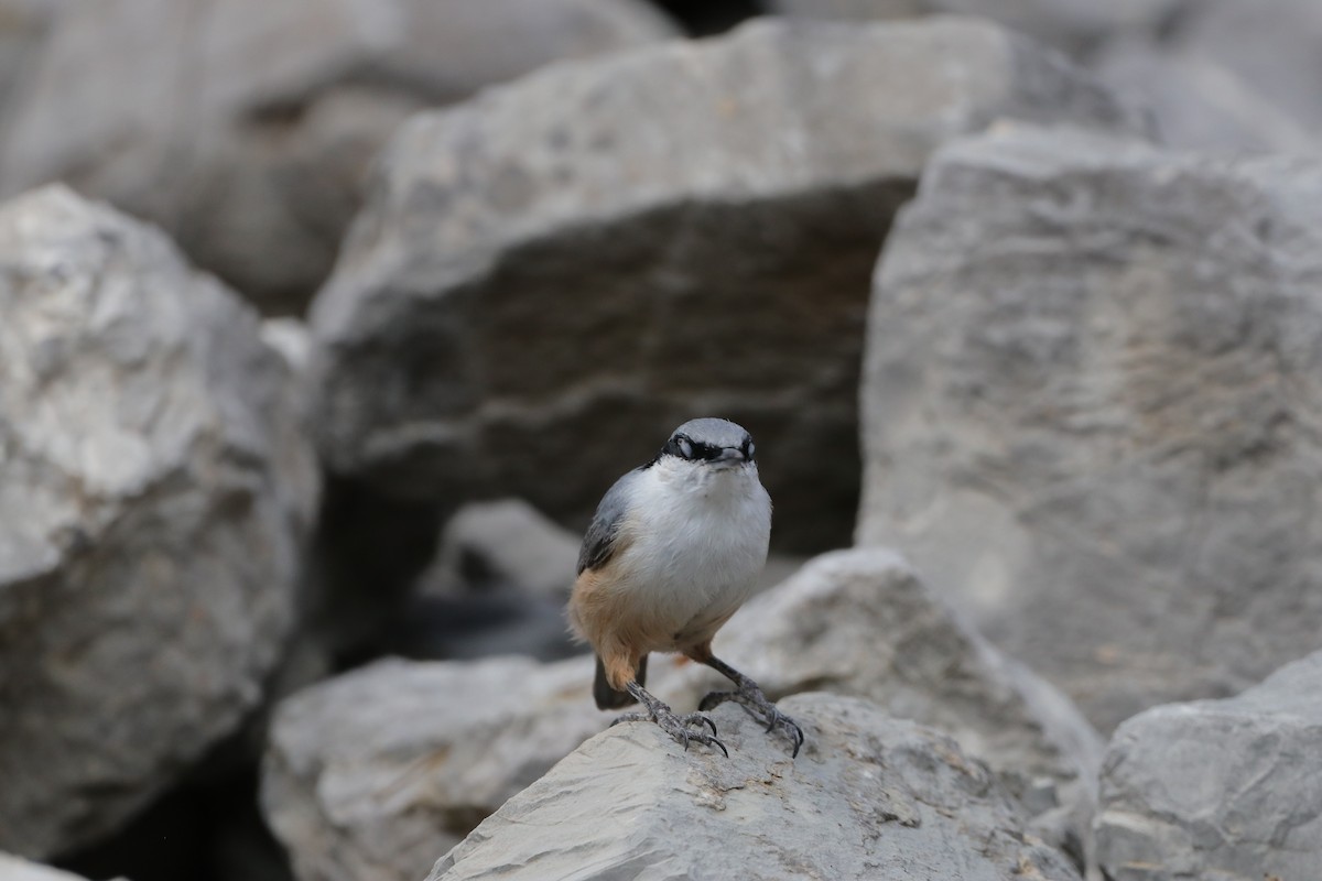 Western Rock Nuthatch - ML643583729