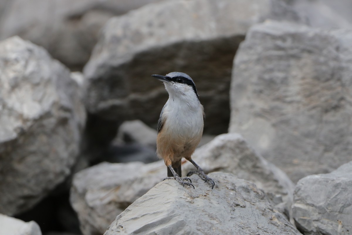 Western Rock Nuthatch - ML643583730