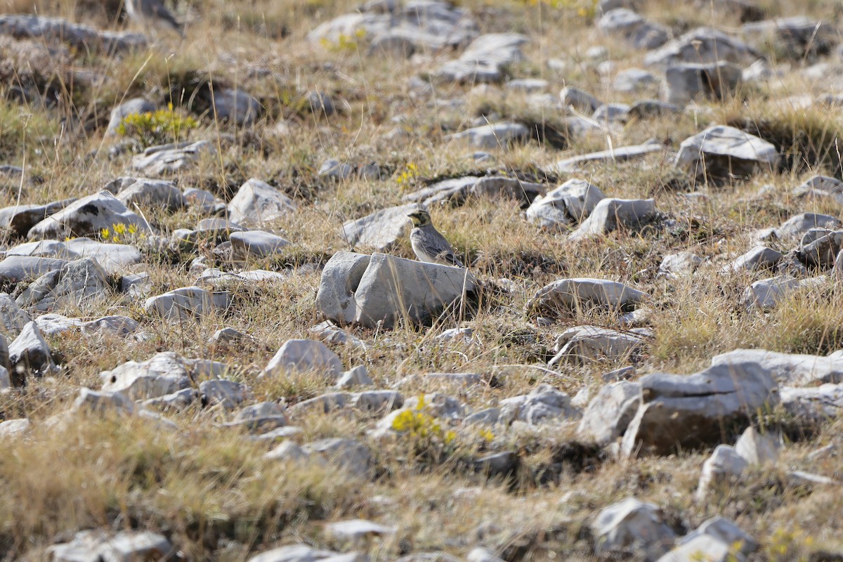 Horned Lark - ML643583733