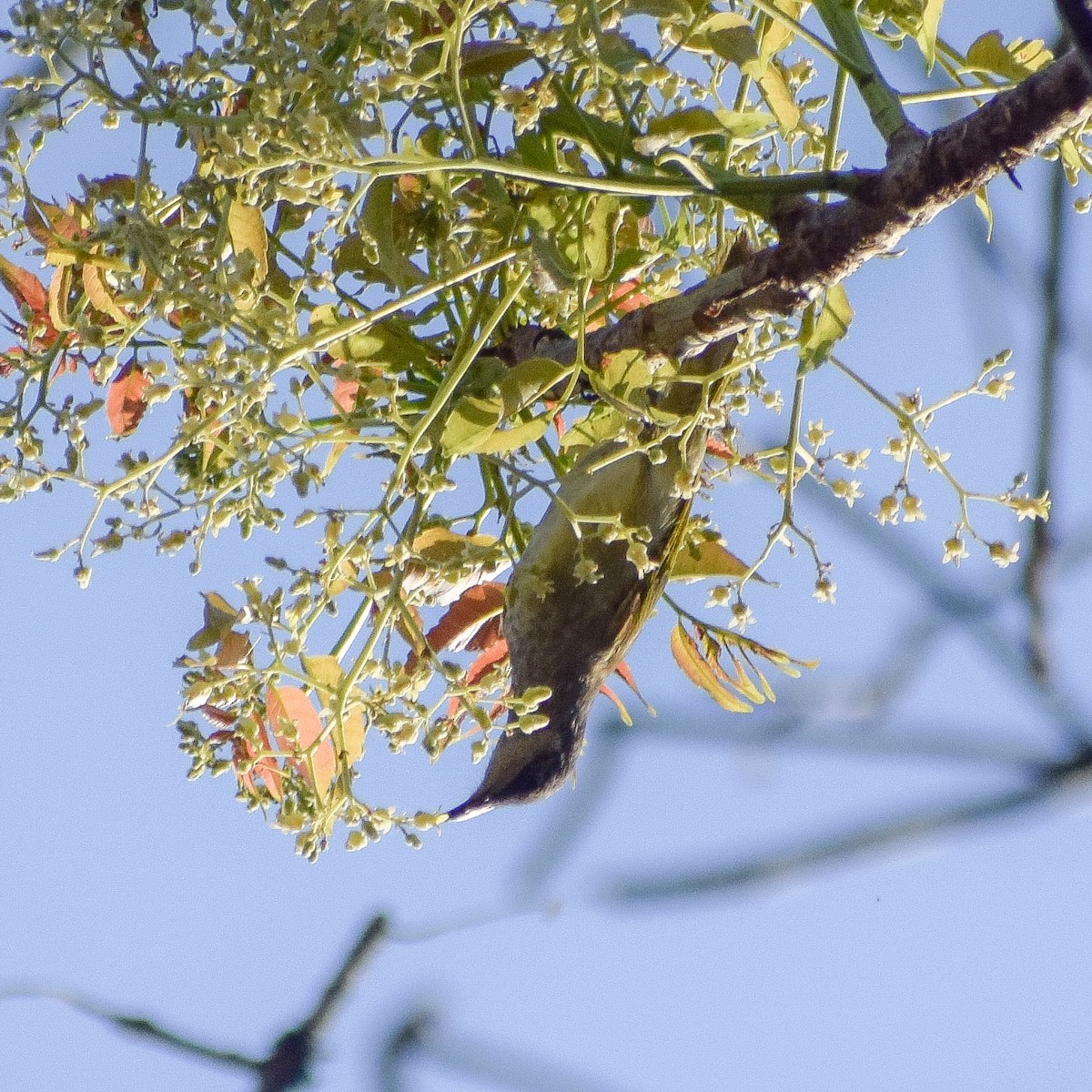 Brown Honeyeater - ML643583792