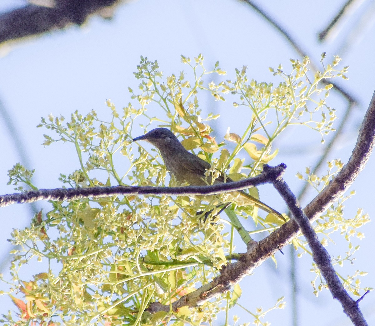Brown Honeyeater - ML643583793
