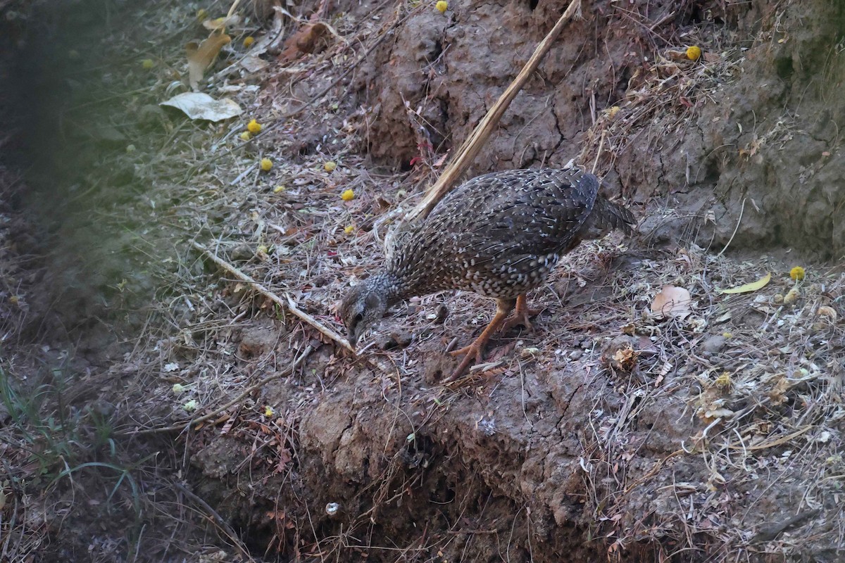 Natal Spurfowl - ML643583809