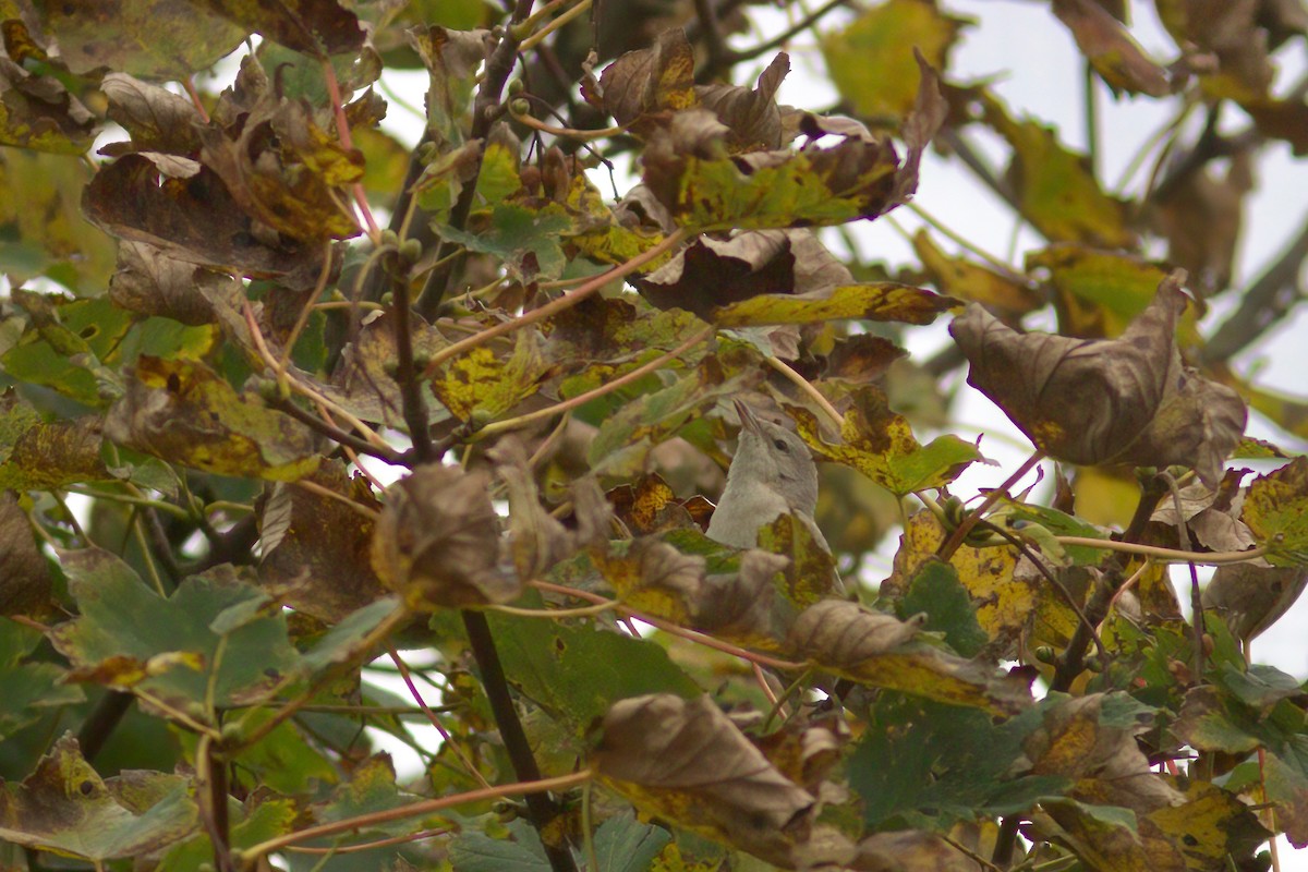 pěnice vlašská - ML643583812