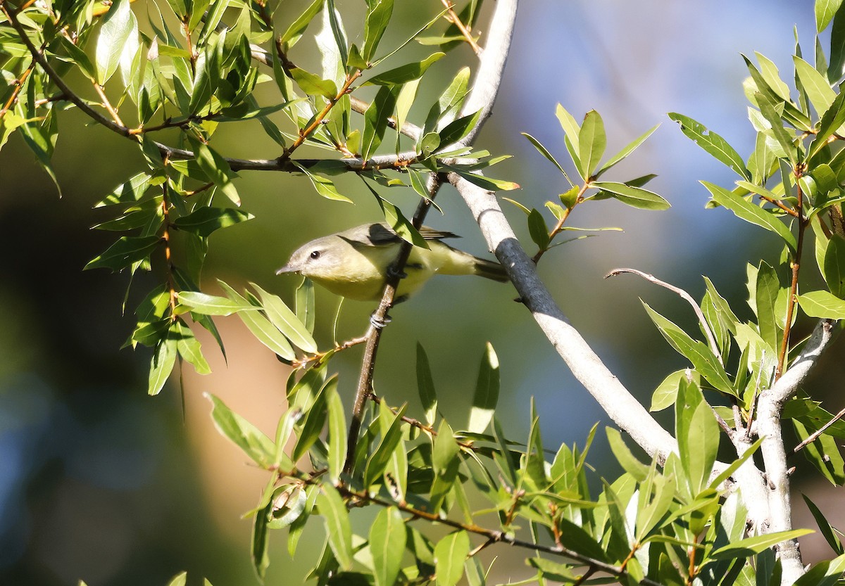 Philadelphia Vireo - ML643583836