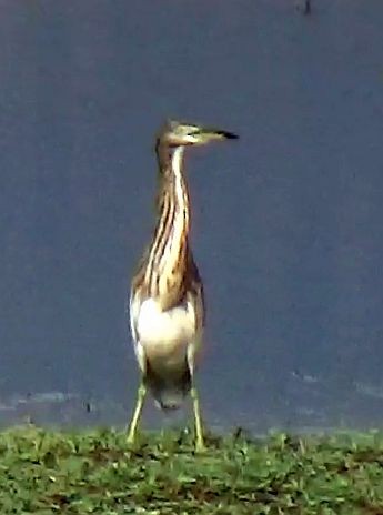 Indian Pond-Heron - ML643583838