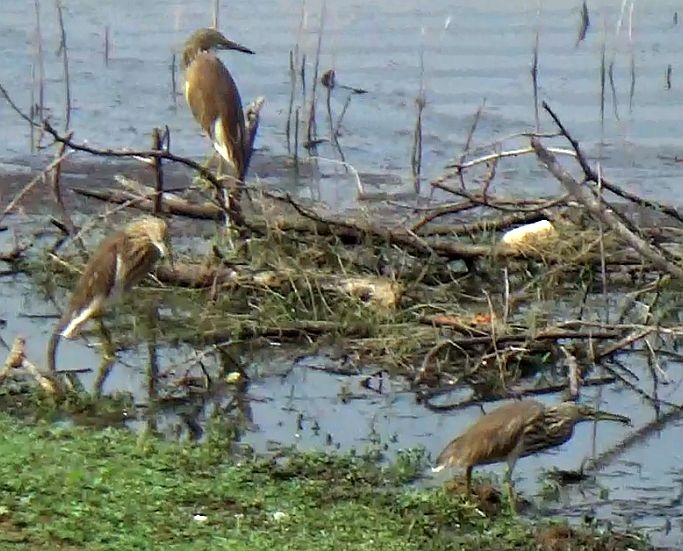 Indian Pond-Heron - ML643583839