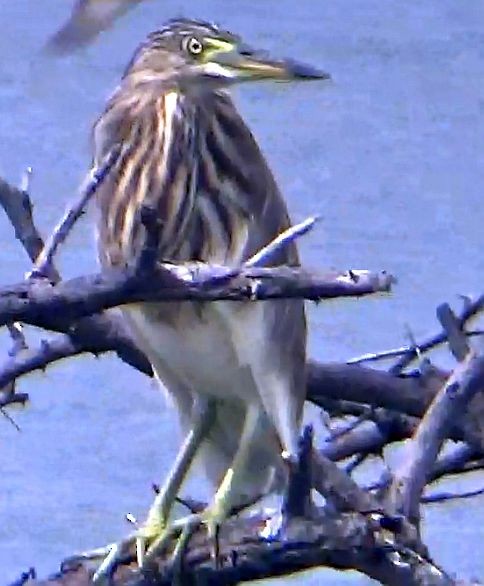 Indian Pond-Heron - ML643583840