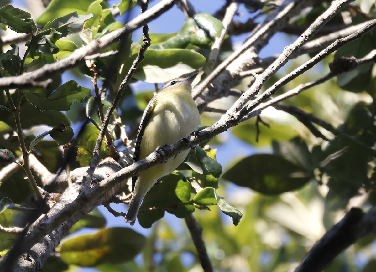 Philadelphia Vireo - ML643583846