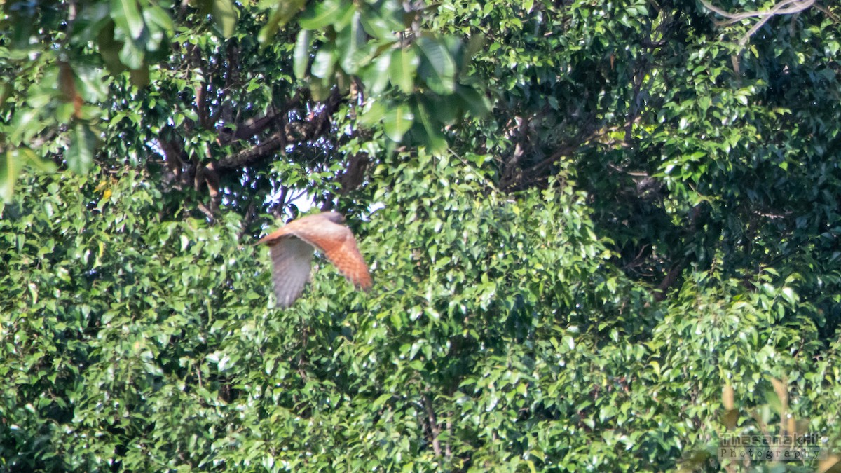Rufous-winged Buzzard - ML643583850