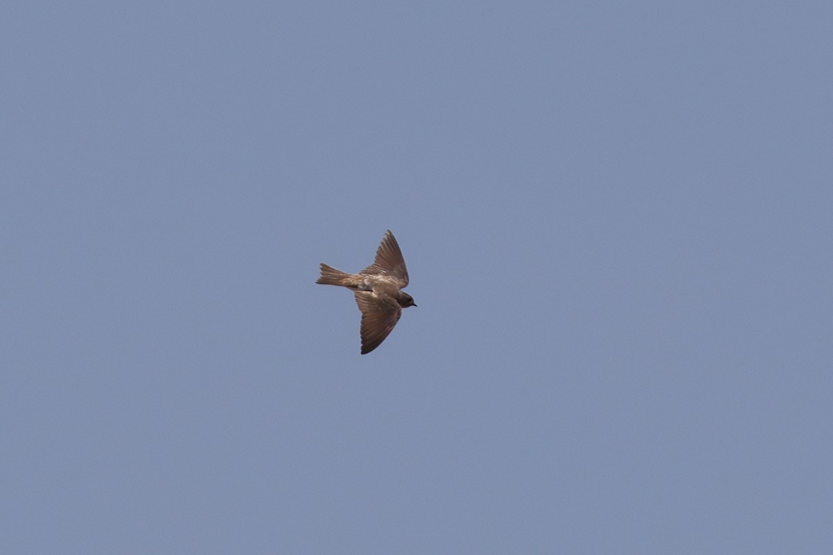Plain Martin - ML643583851