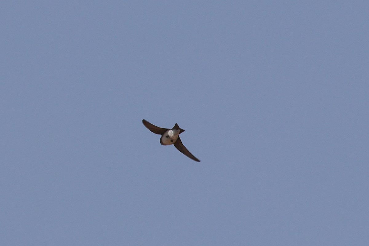 Plain Martin - ML643583852