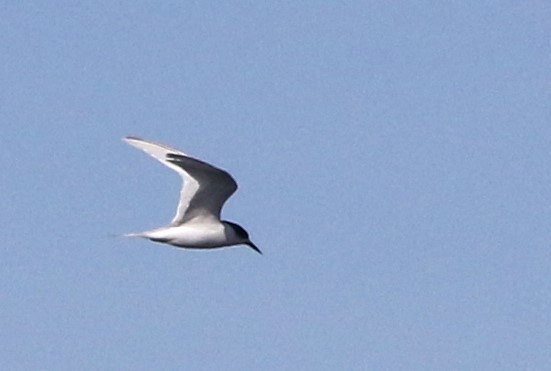 White-fronted Tern - ML643583853