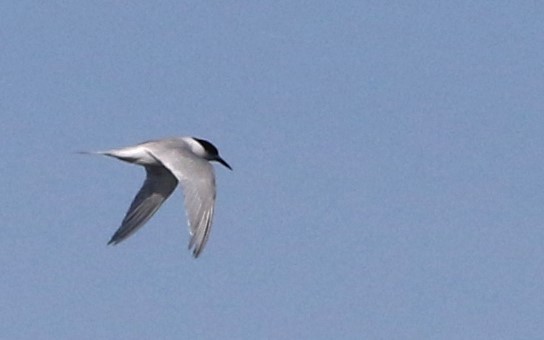 White-fronted Tern - ML643583854