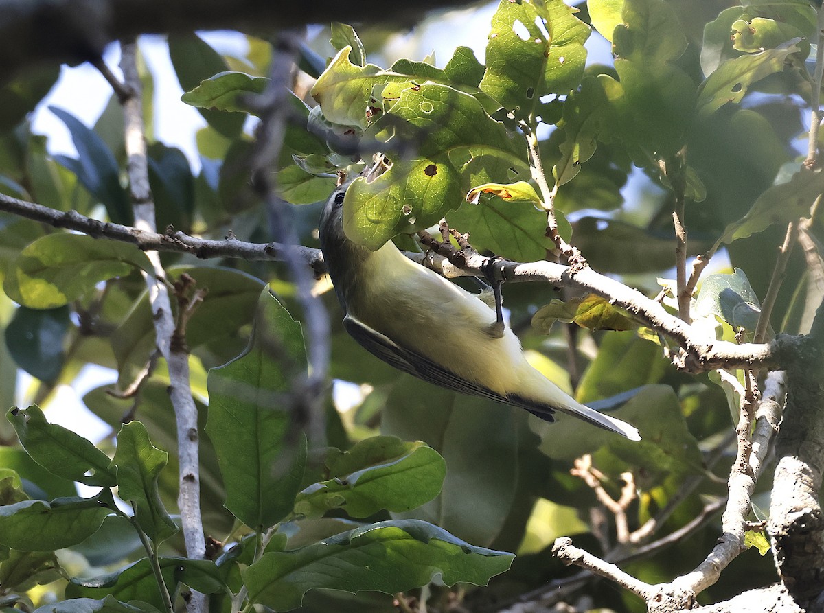 Philadelphia Vireo - ML643583855