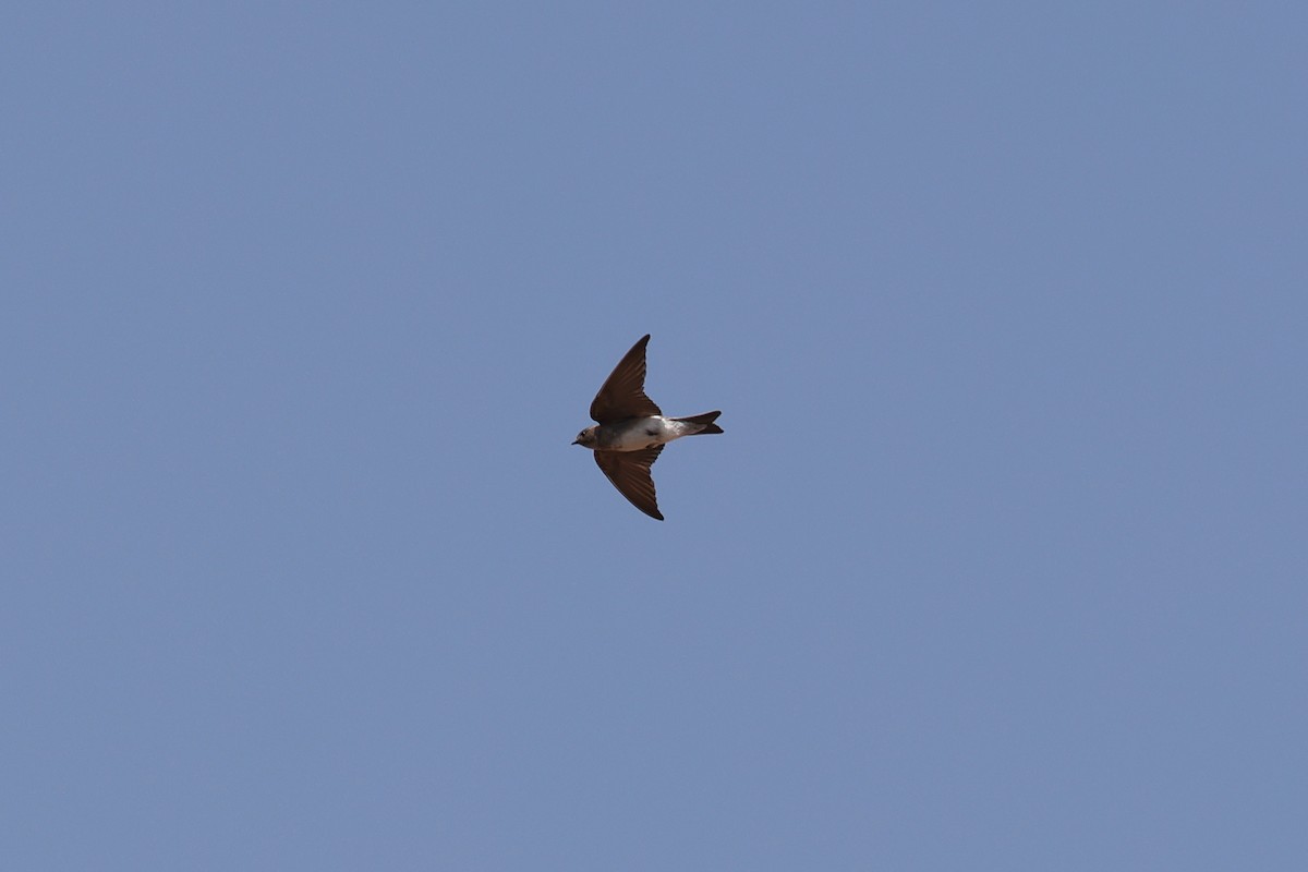 Plain Martin - ML643583856