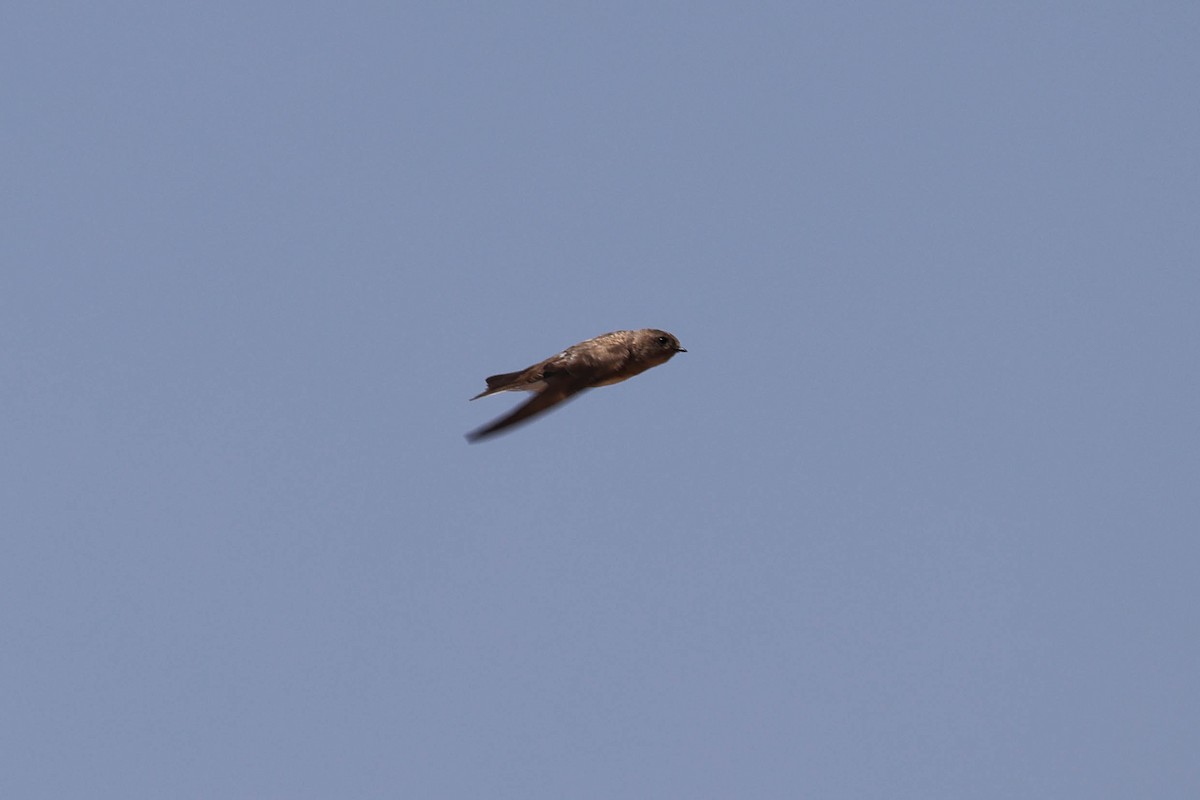 Plain Martin - ML643583870