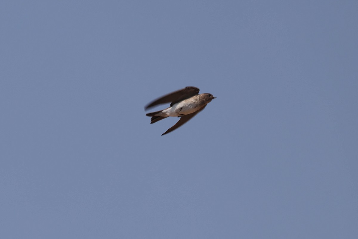Plain Martin - ML643583871