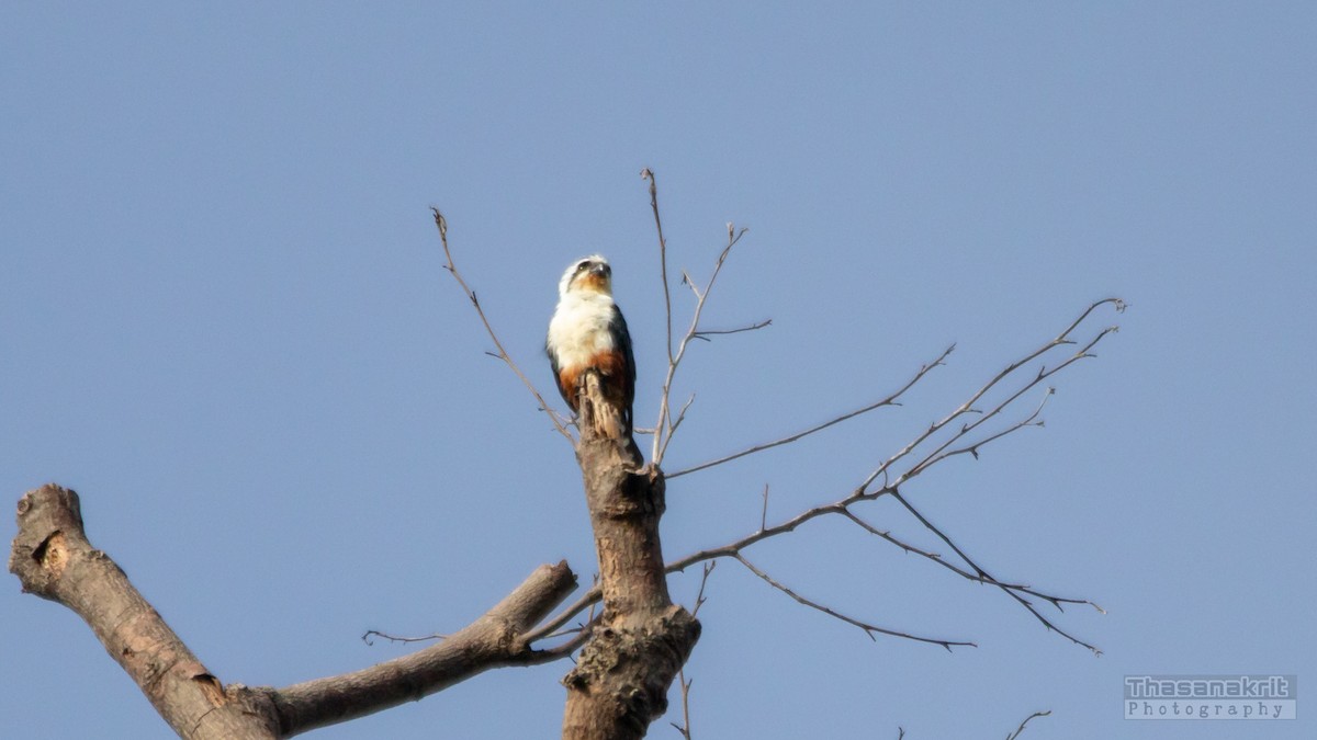 Falconete Acollarado - ML643583872