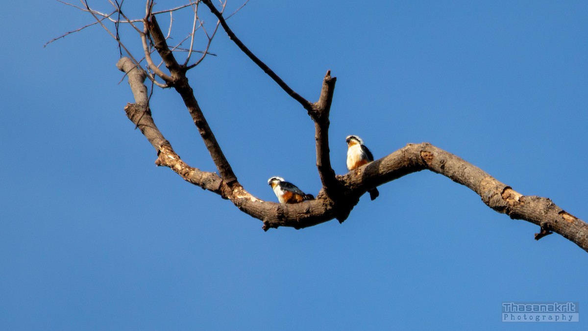 Falconete Acollarado - ML643583873