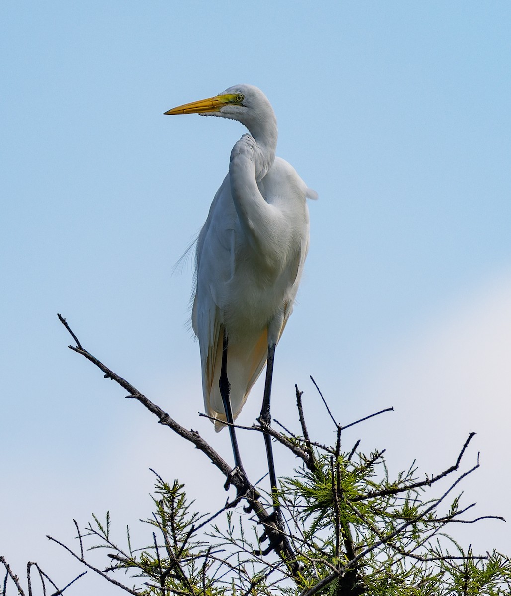 Great Egret - ML643583874