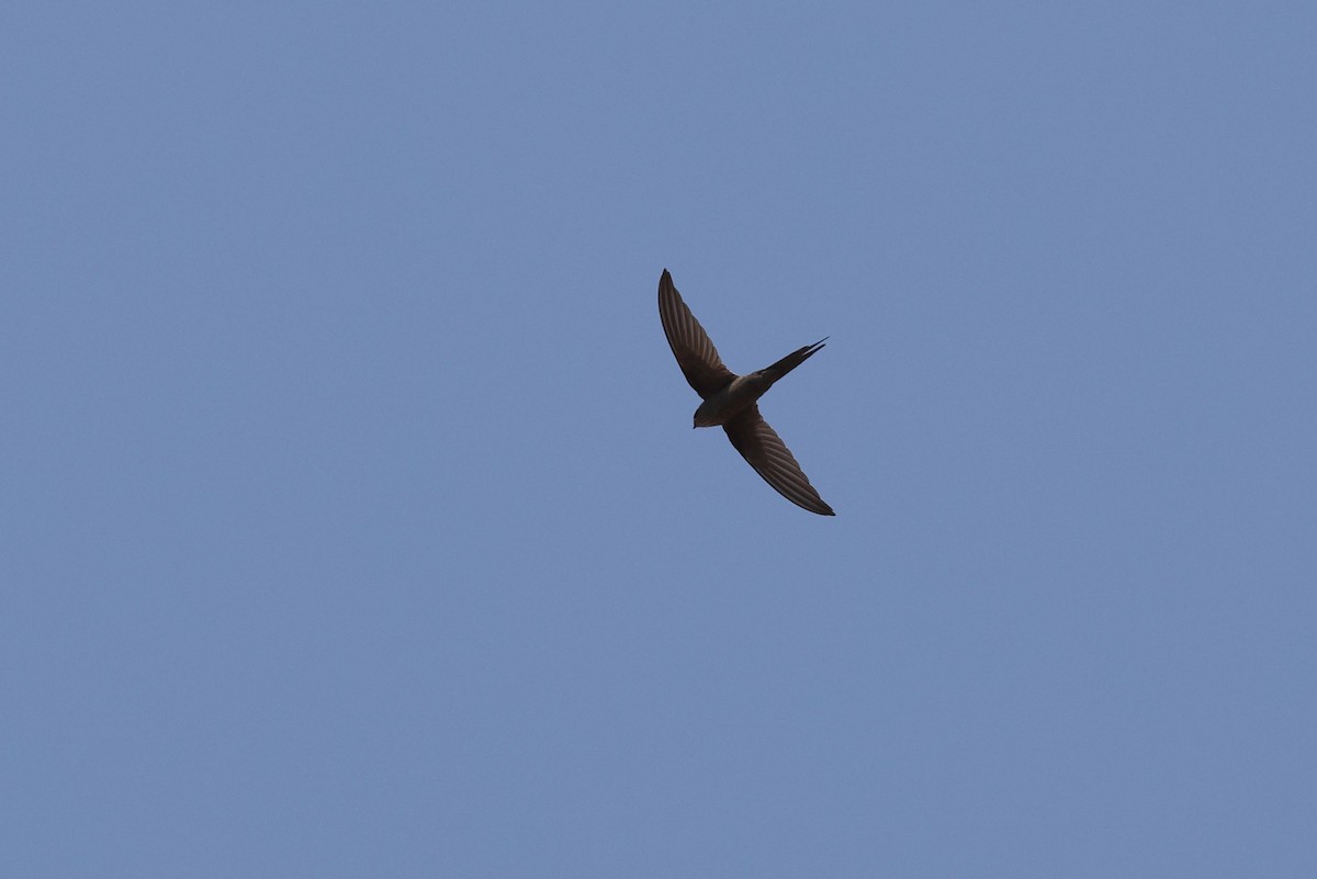 African Palm Swift - ML643583876