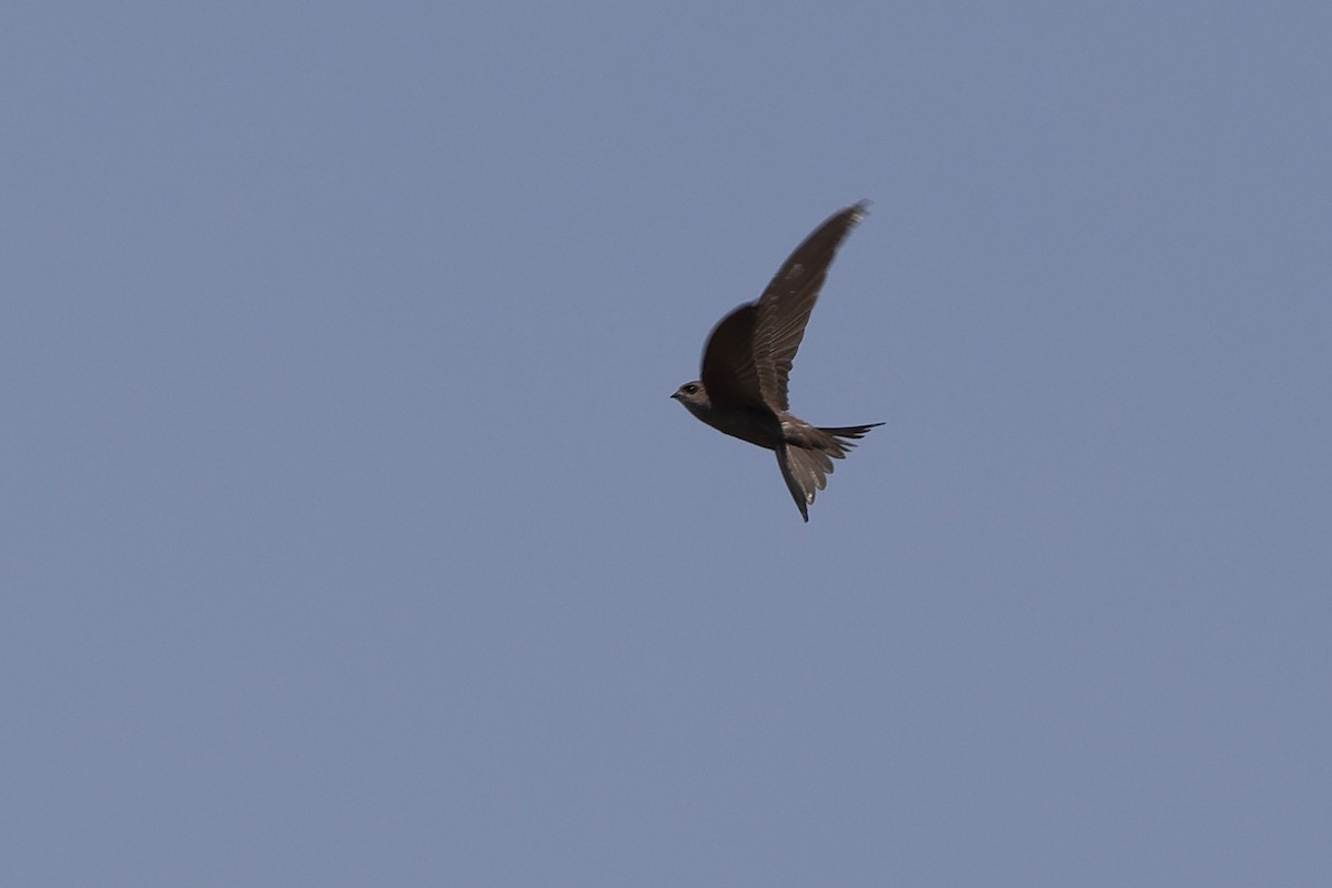 African Palm Swift - ML643583877