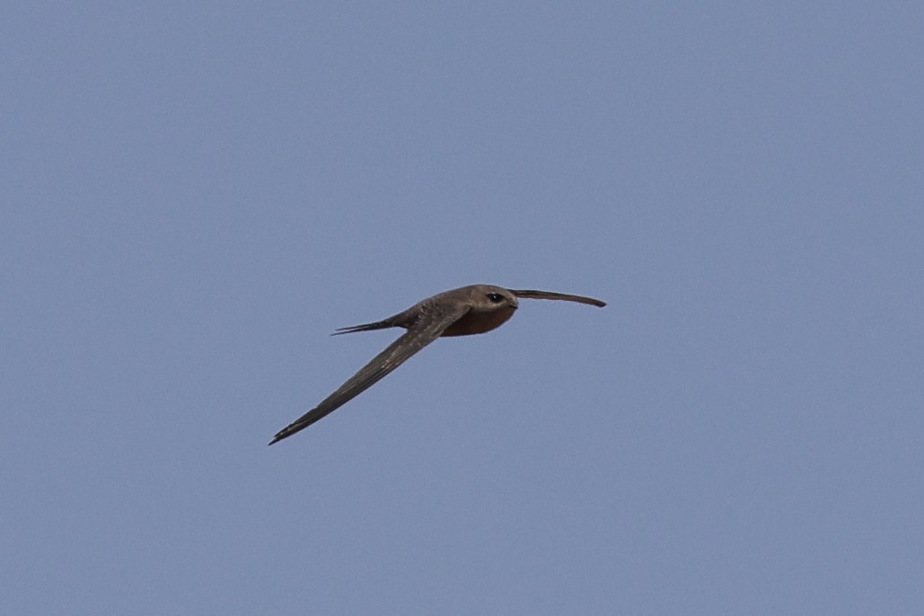 African Palm Swift - ML643583878