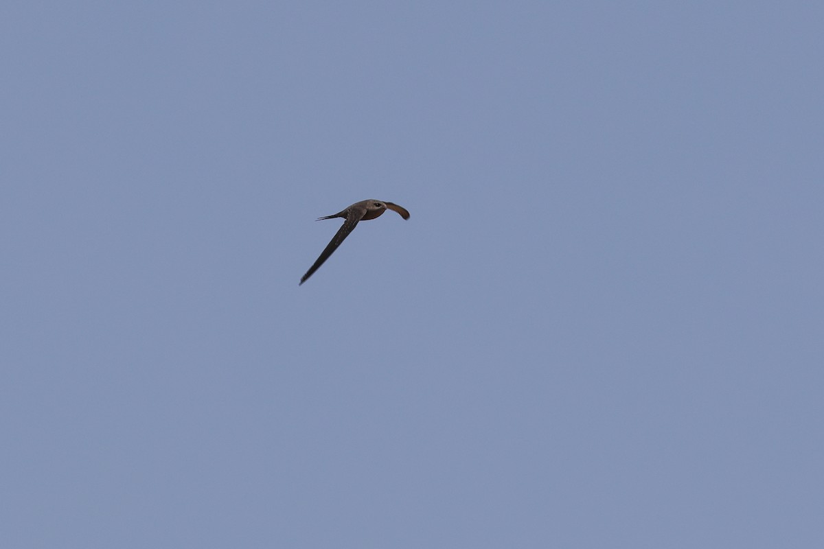 African Palm Swift - ML643583879