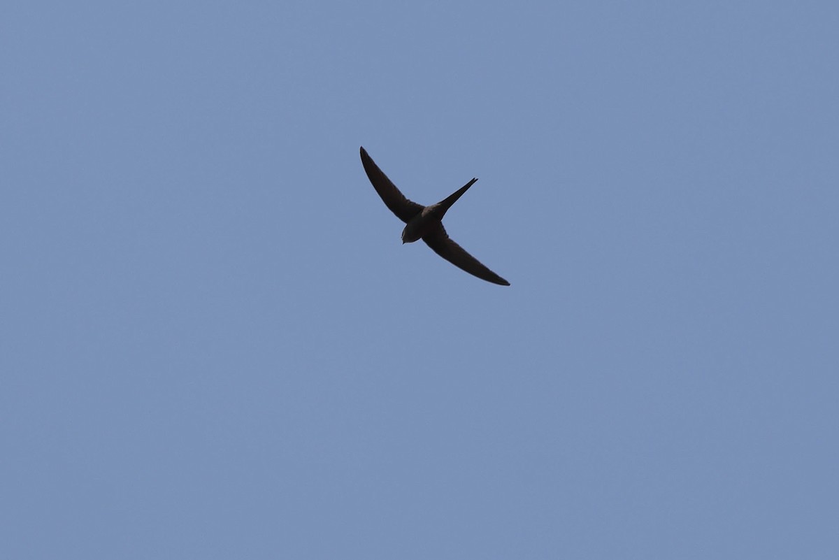 African Palm Swift - ML643583880