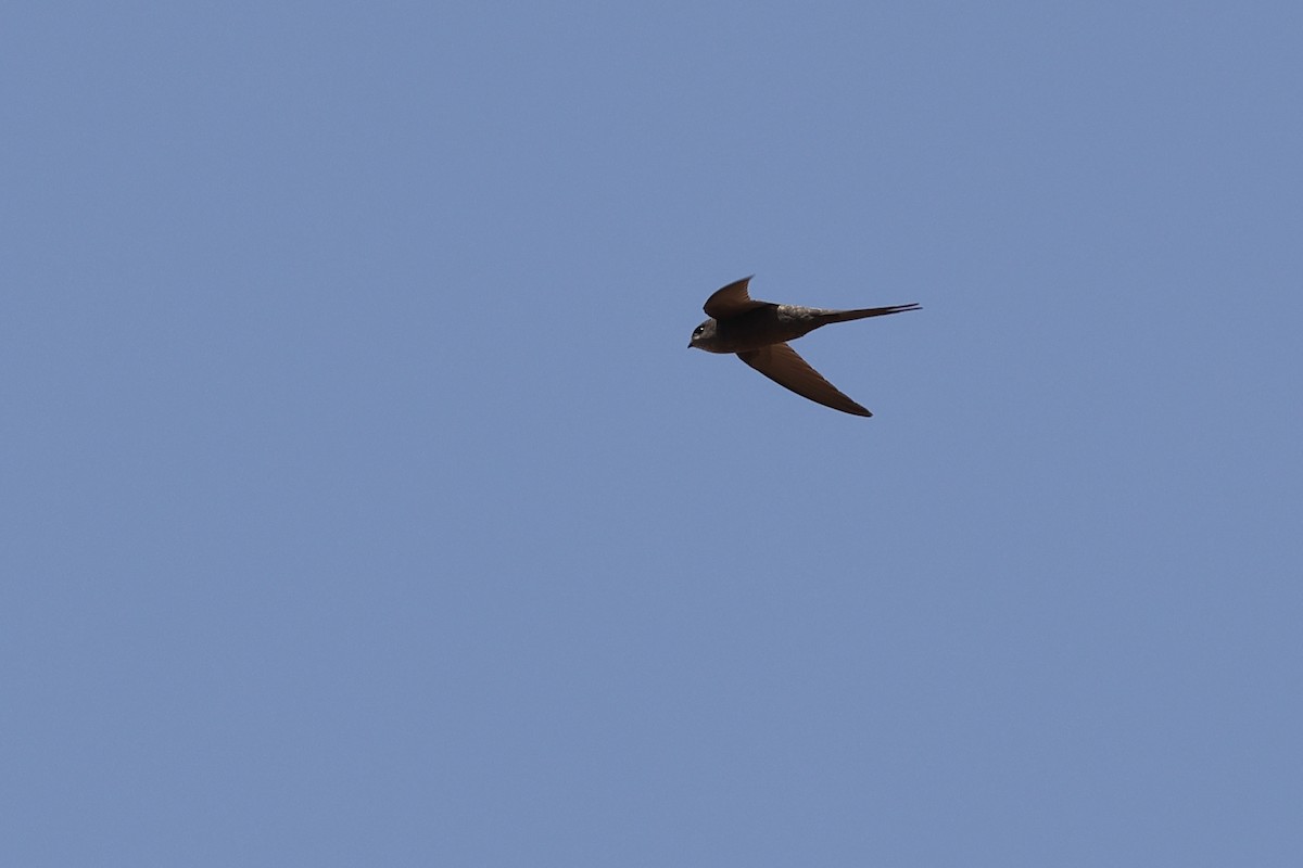 African Palm Swift - ML643583881
