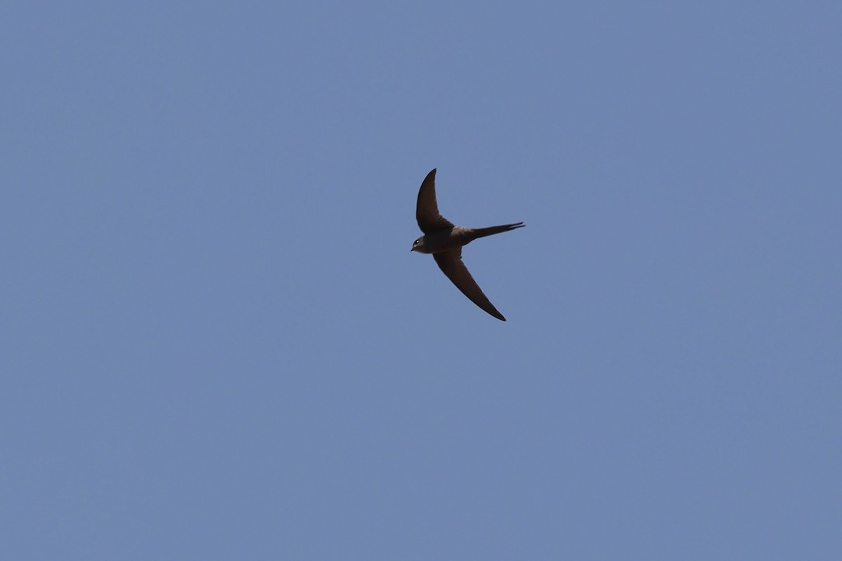 African Palm Swift - ML643583882
