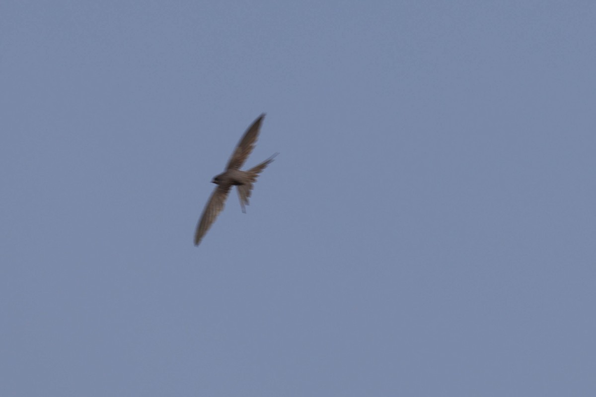 African Palm Swift - ML643583883
