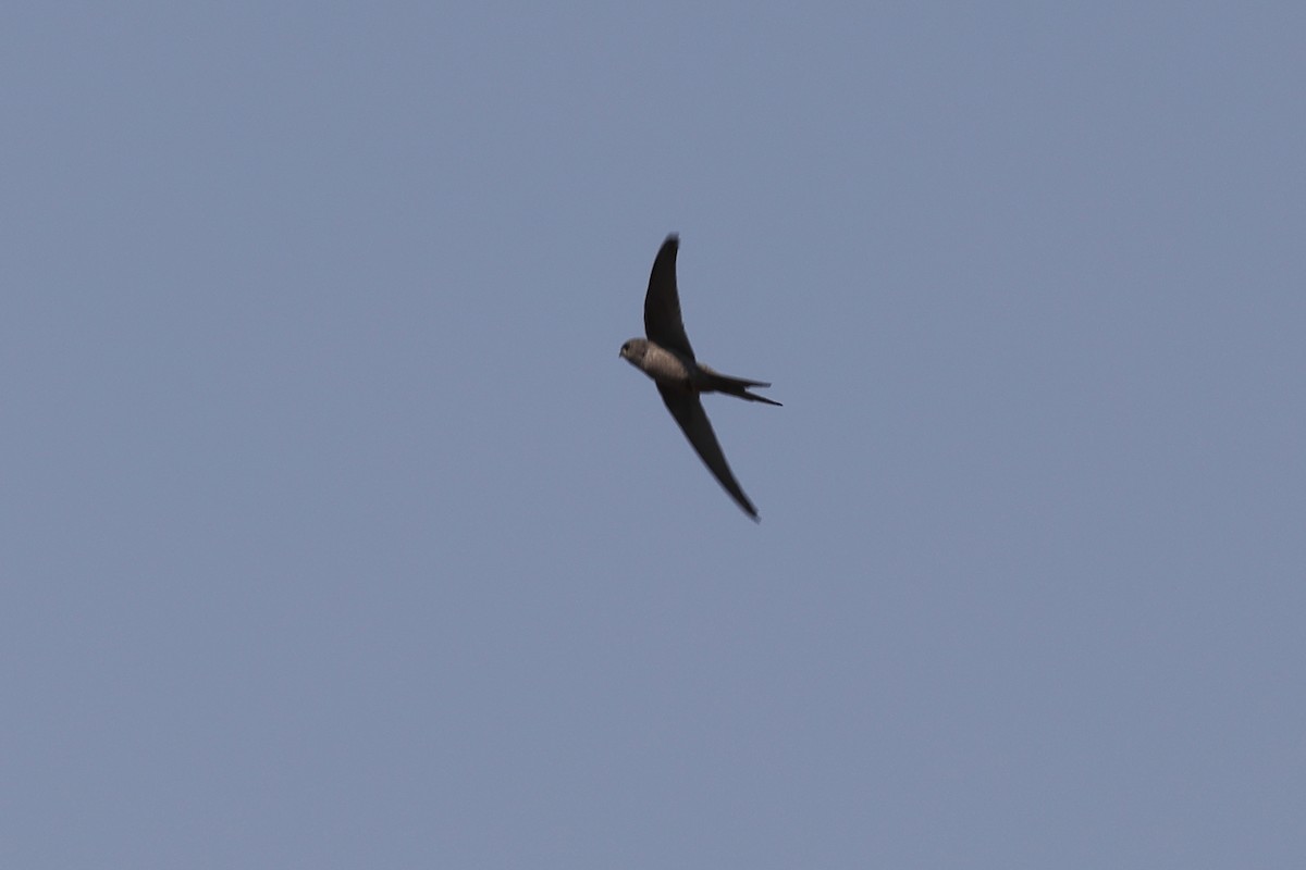 African Palm Swift - ML643583884