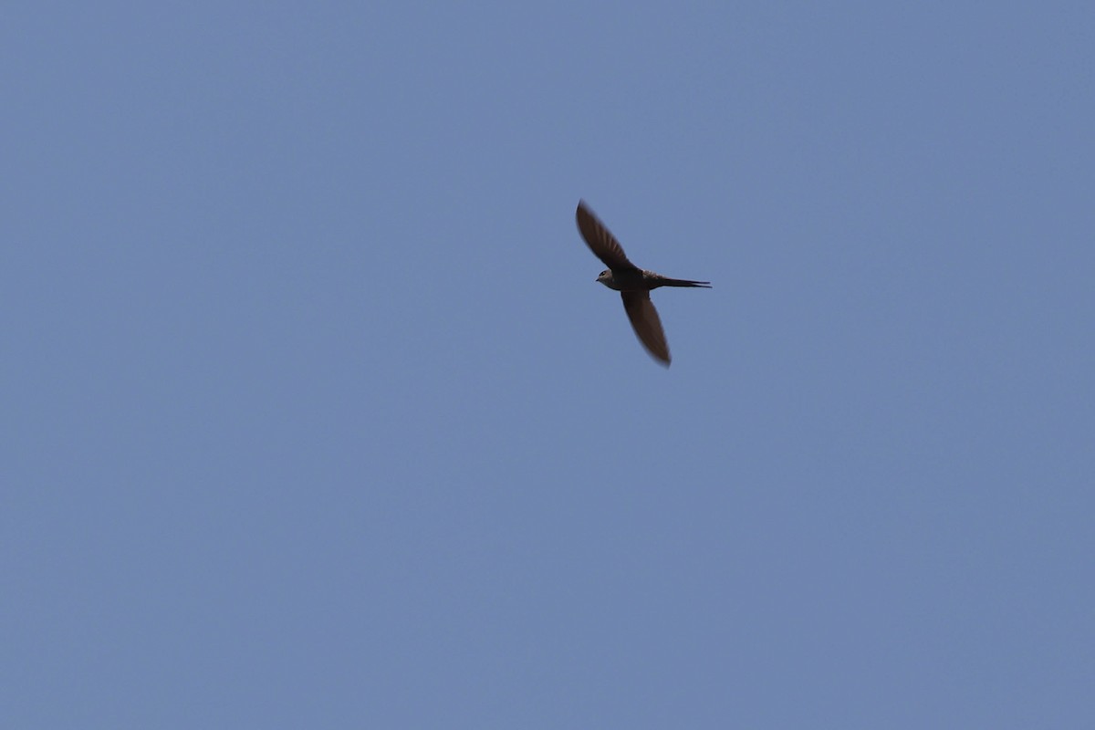 African Palm Swift - ML643583885