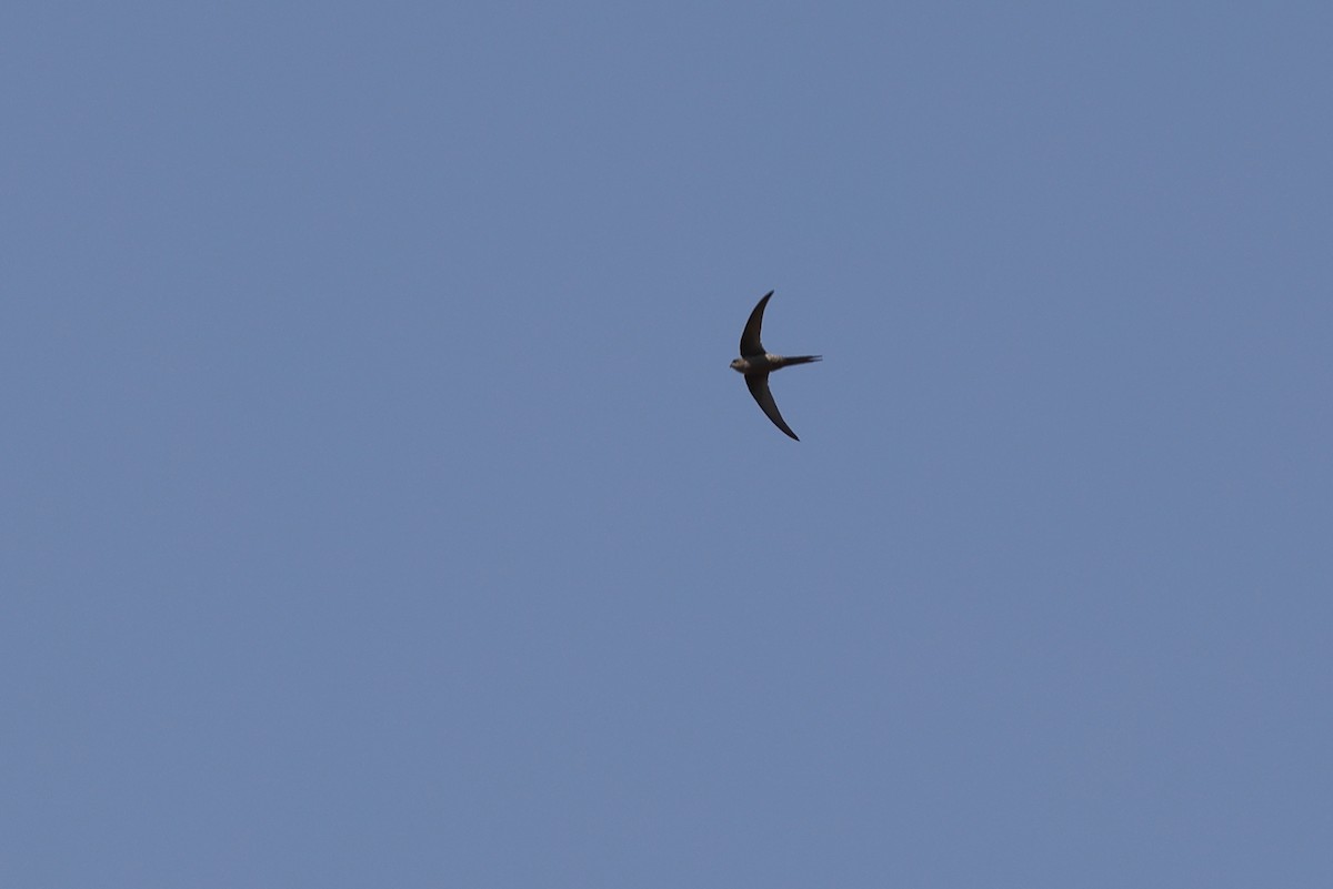 African Palm Swift - ML643583886