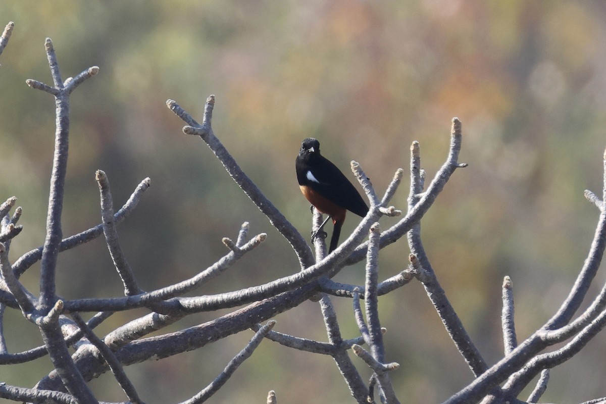 Mocking Cliff-Chat - ML643583901