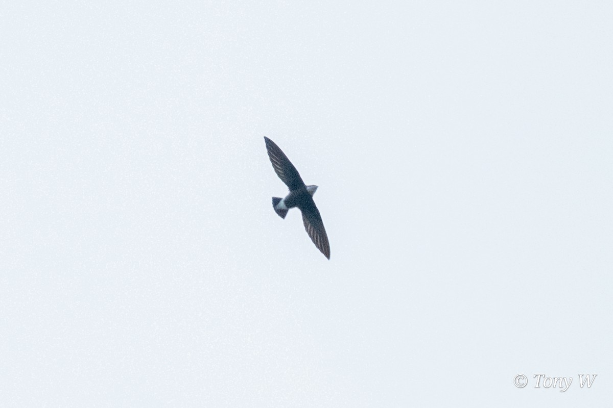 White-throated Needletail - ML643583910