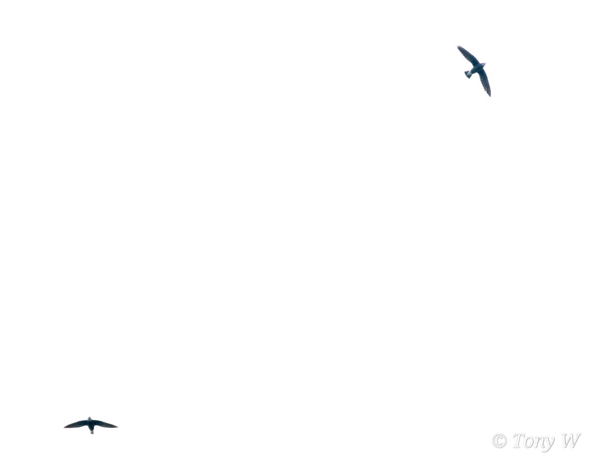 White-throated Needletail - ML643583911