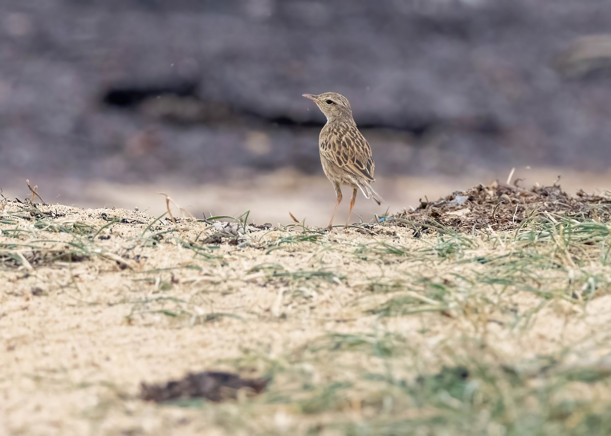 Brown Songlark - ML643583922