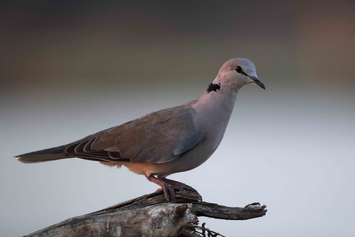 Ring-necked Dove - ML643583943