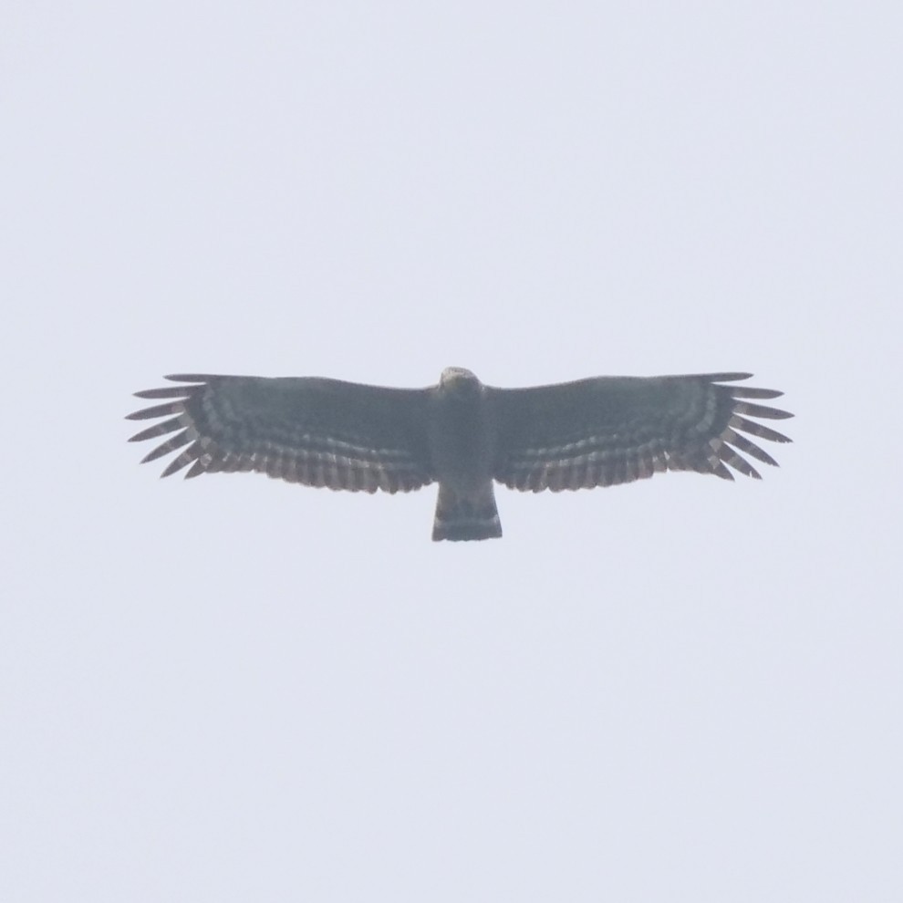 Crested Serpent-Eagle - ML643583974